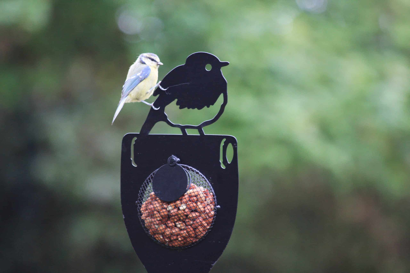 Metal Bird Feeders: How to Attract British Wildlife to Your Garden