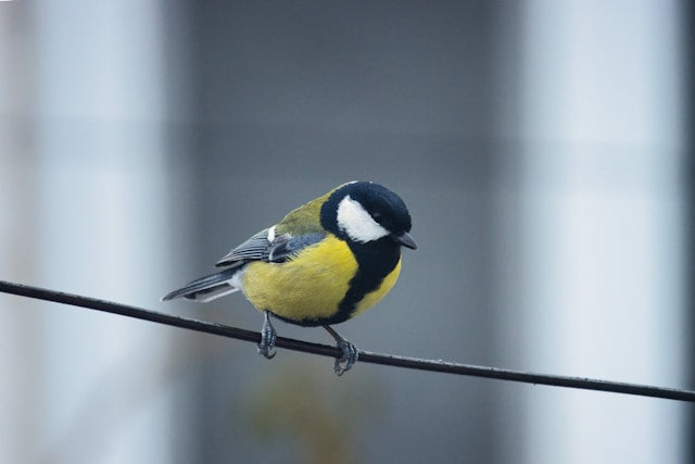 12 Common British Garden Birds and How to Attract Them