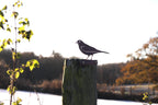 A metal bird silhouette decoration perched on a wooden post outdoors against a bright, overexposed sky with blurred trees in the background.