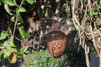 A hanging copper bird feeder filled with seeds, suspended from a tree branch in an outdoor garden setting with green leaves and vines.